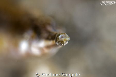 "Kiss-me"
105/2.8 +10 Subsee by Gaetano Gargiulo 