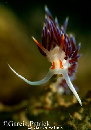 CRATENA PEREGRINA by Garcia Patrick 