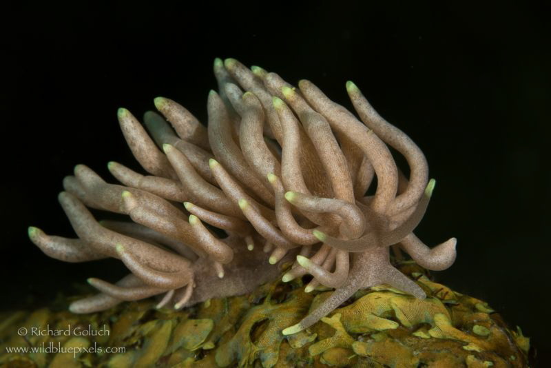 Yellow -Tipped Phyllodesmium-Anilao,Phillippines. by Richard Goluch 