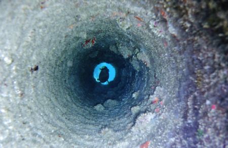 Puffer fish at the end of a pipe, Canon Elph Sport by Chris Lawford 
