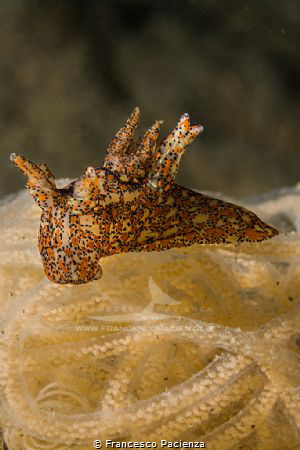 Thecacera pennigera on Burstella leachii's eggs. by Francesco Pacienza 