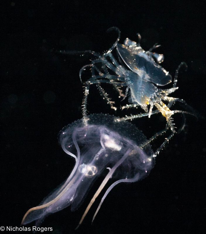 Juvenile Slipper lobster Hitching a ride! by Nick Rogers 