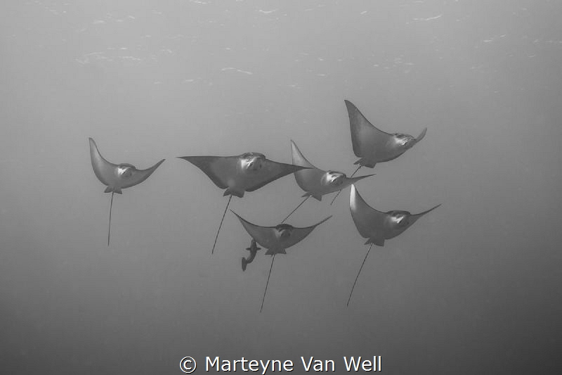 A family of eagle rays passing by by Marteyne Van Well 