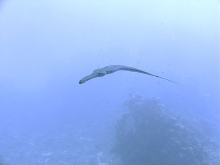 Cornet Fish. Seemed to like the camera housing as kept ha... by Ian Smith 