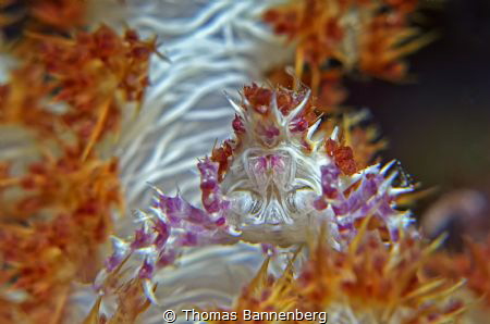 come closer
NIKON D7000 in a Seacam "Prelude" uw housing... by Thomas Bannenberg 