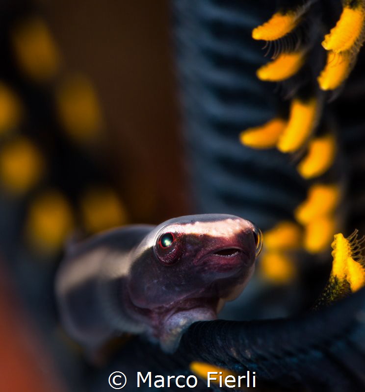 Cling it Baby
3421x3180 by Marco Fierli 