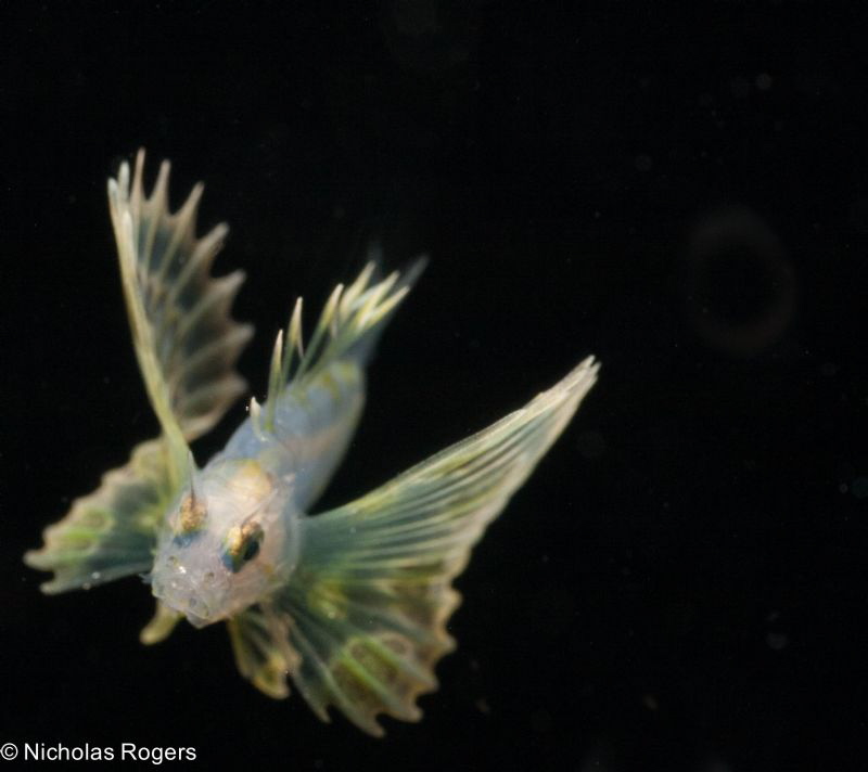 Juvenile Short fin lion fish in the open ocean during ano... by Nick Rogers 
