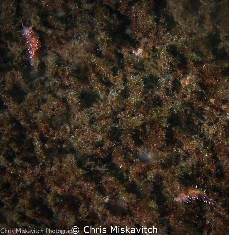 Where did you go!...Two Nudibranch of the coast of New En... by Chris Miskavitch 