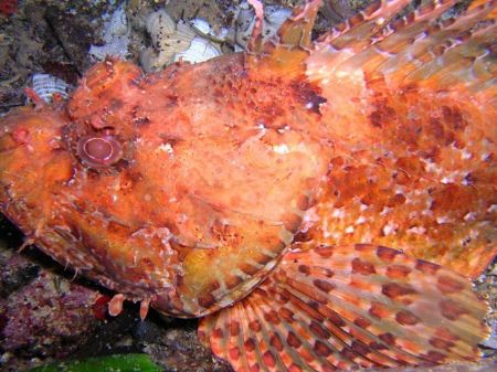 Scorpion fish by Hakan Taslicay 