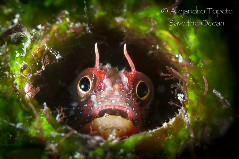 litle blenny in Home, el Jardin Acapulco by Alejandro Topete 