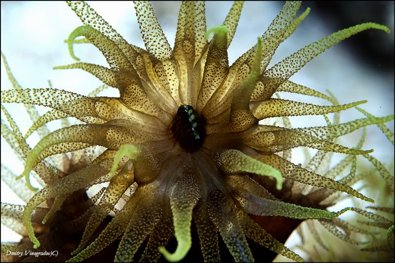 Flower by Dmitry Vinogradov 