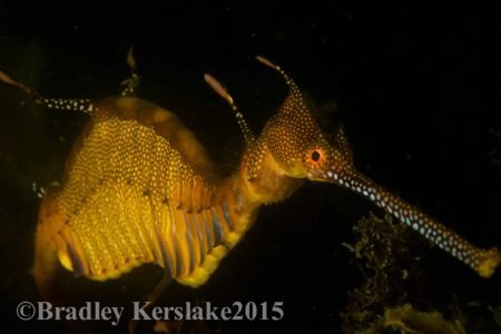 Weedy Seadragon, Nikon d7100 with 60mm macro in a nautica... by Bradley Kerslake 