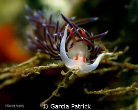 CRATENA PEREGRINA by Garcia Patrick 