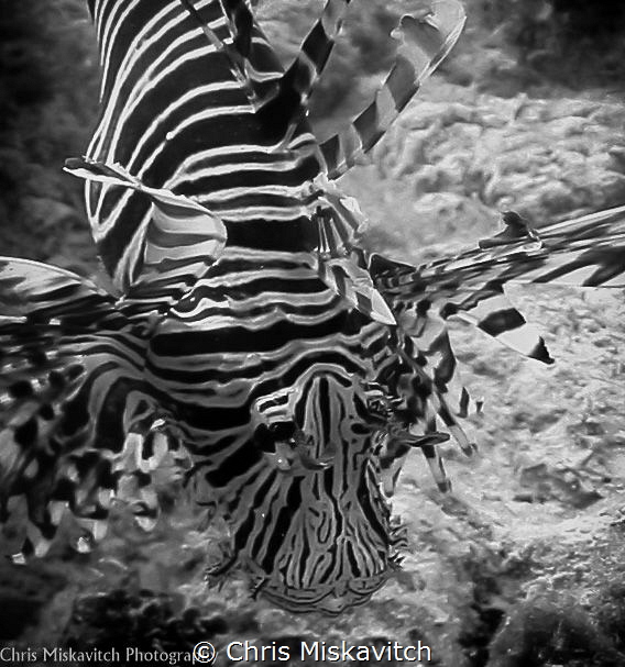 Lion Fish by Chris Miskavitch 