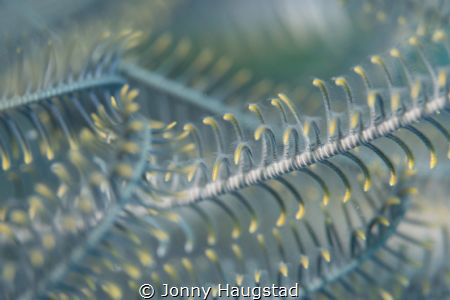 Super Macro by Jonny Haugstad 