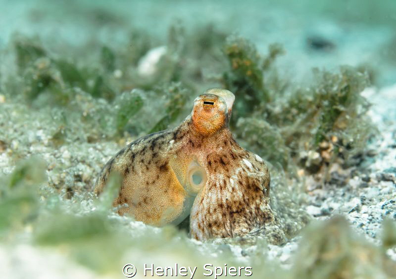 Atlantic Longarm Octopus (Macrotritopus defilippi), St Lu... by Henley Spiers 