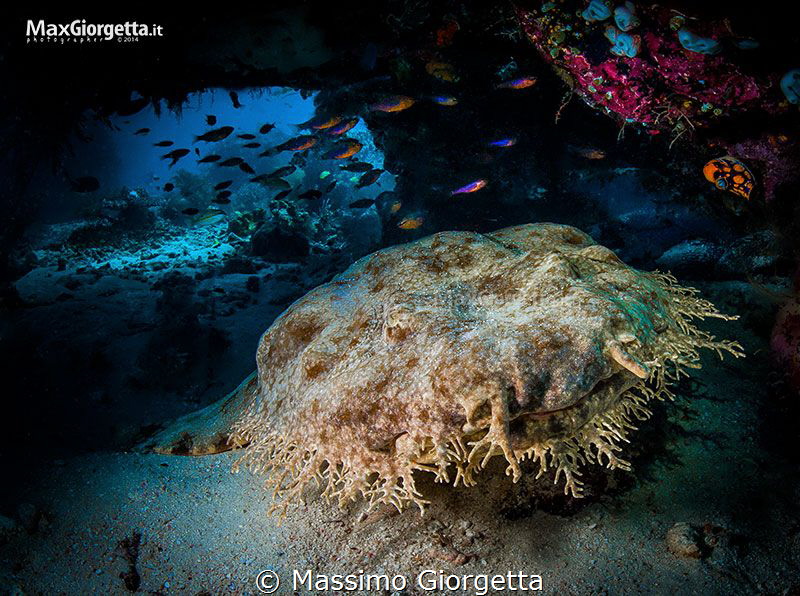 wobbegong  shark by Massimo Giorgetta 