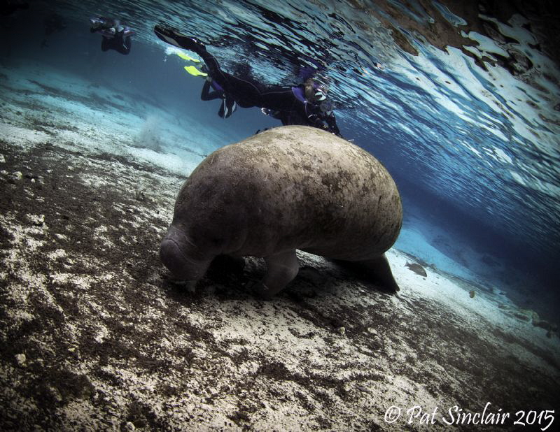 "SHHHH - let him sleep, please"

One of the few shots I... by Patricia Sinclair 