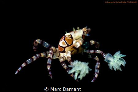 A Beautiful Boxer! Taken with a 100mm macro and +5 diopte... by Marc Damant 