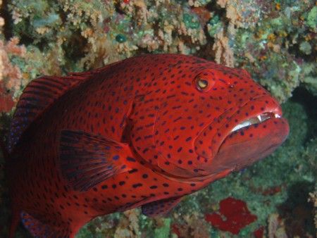 Grouper taken with Olympus C60 by Nikki Van Veelen 