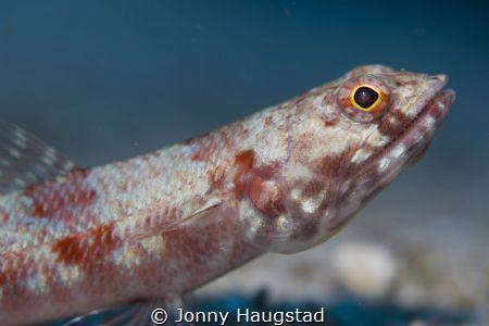 Lizzzard fish! Olympus PL6, YS-01 Strobe by Jonny Haugstad 