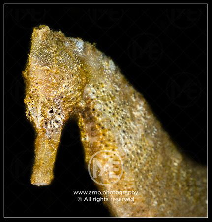 Seahorse by Arno Enzo 