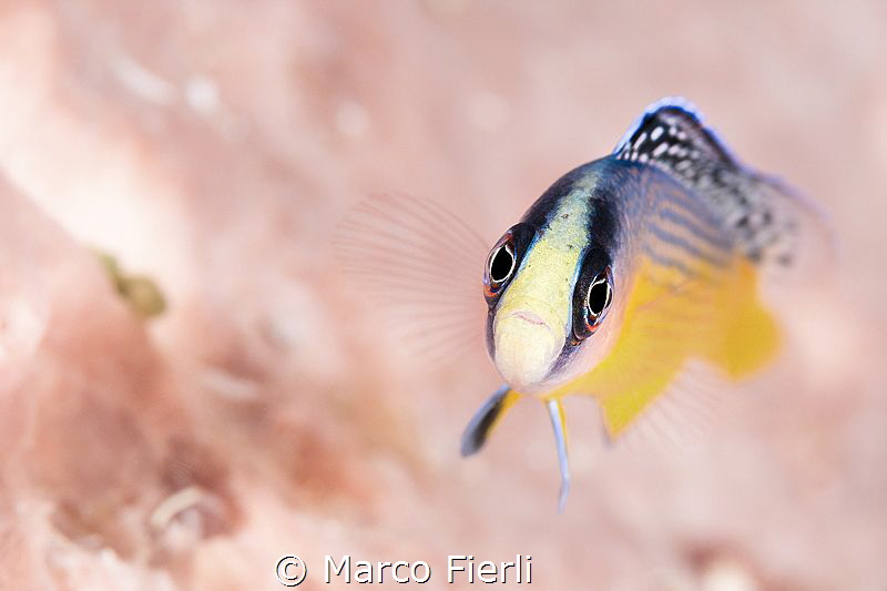Splendid Dottyback, Portrait
3211x2141 by Marco Fierli 