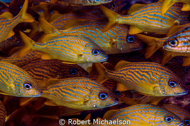 There always seems to be one who didn't get the memo abou... by Robert Michaelson 
