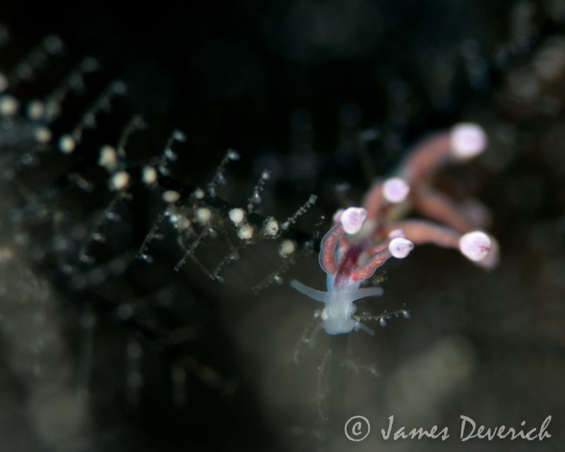 Eubranchus by James Deverich 