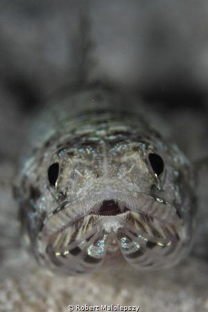 Fish face by Robert Malolepszy 