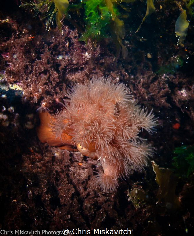 Frilled Anemone New England by Chris Miskavitch 