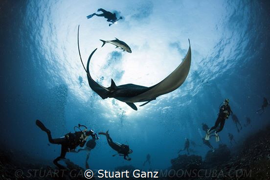 Manta Madness by Stuart Ganz 