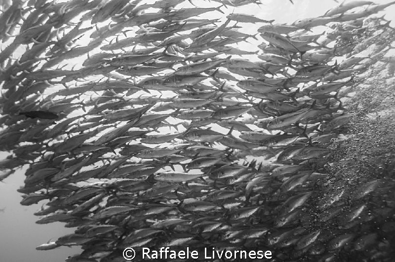 school of jacks by Raffaele Livornese 