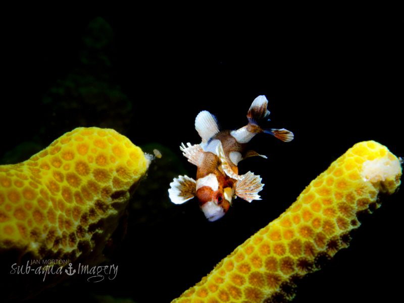 Juvenile Sweet Lips - approx 3/4" in length by Jan Morton 