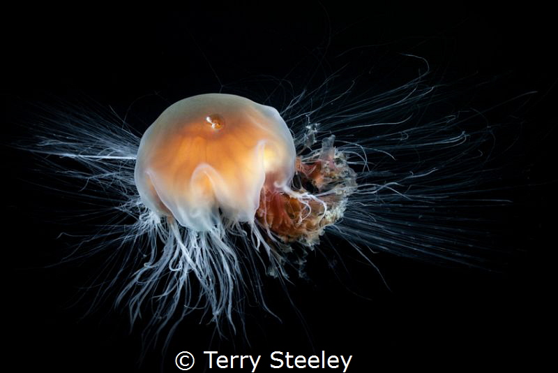 'Lion's mane jellyfish'. Inside passage, Alaska.
—
Suba... by Terry Steeley 