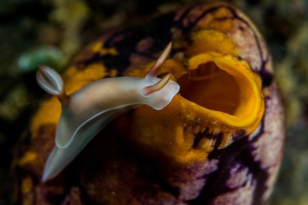 Magnificent Nudibranch by Taco Cheung 