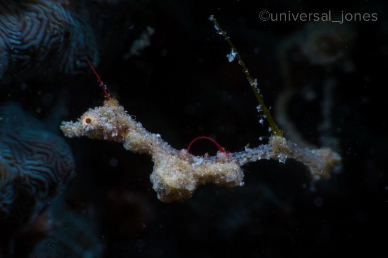 Lembeh Sea Dragon in Anilao.
It's slow but constant move... by Wayne Jones 