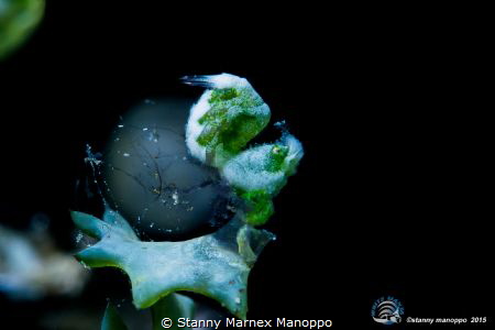 Green shrimp
 by Stanny Marnex Manoppo 