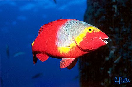 This parrot-fish is a symbol of the Canary Islands. The m... by Arthur Telle Thiemann 