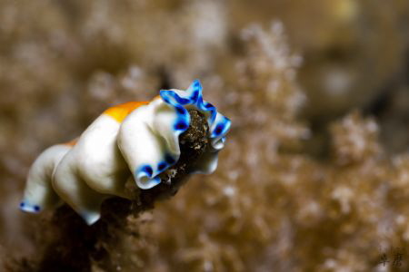 Feeding flatworm, Pseudoceros sp. - Mayotte by Takma Lherminier 