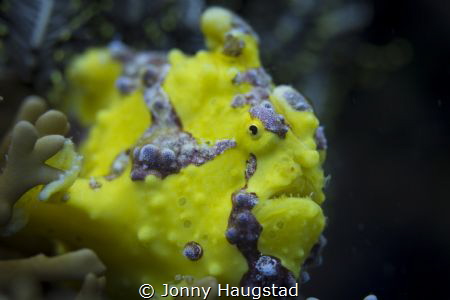 Frogfish by Jonny Haugstad 