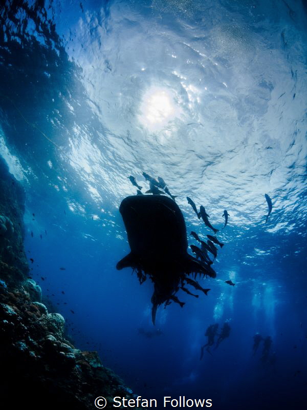She keeps on passin' me by... Whale Shark - Rhincodon typ... by Stefan Follows 