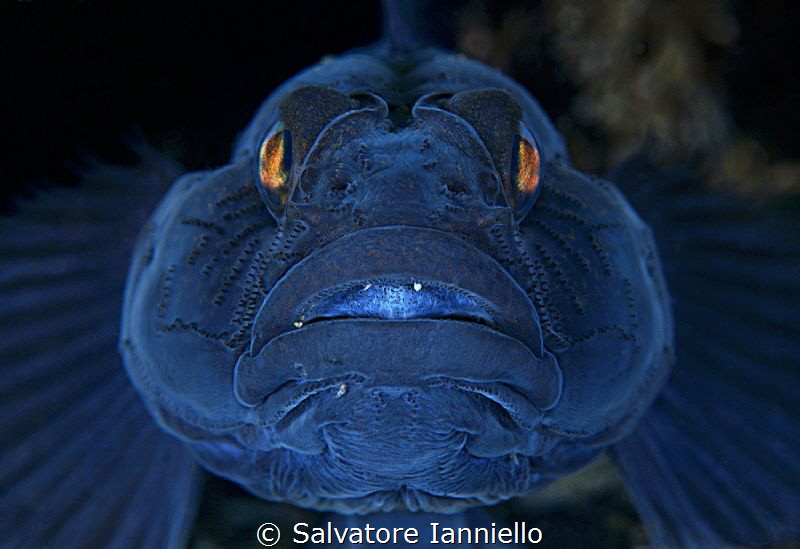 A little nervous by Salvatore Ianniello 