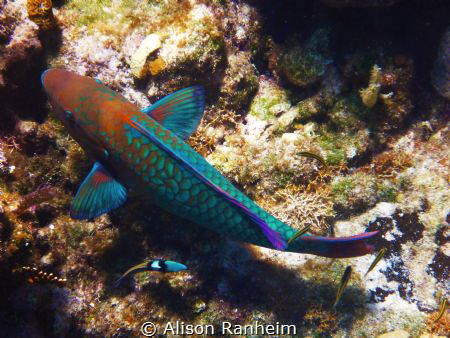 Madame Butterfly Fish by Alison Ranheim 