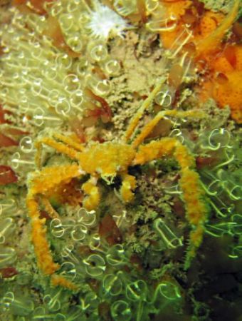 Mine, all mine! Tiny spider crab standing guard over his ... by Dawn Watson 