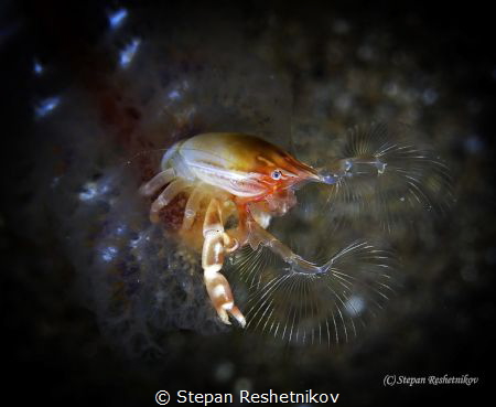 The pearler by Stepan Reshetnikov 