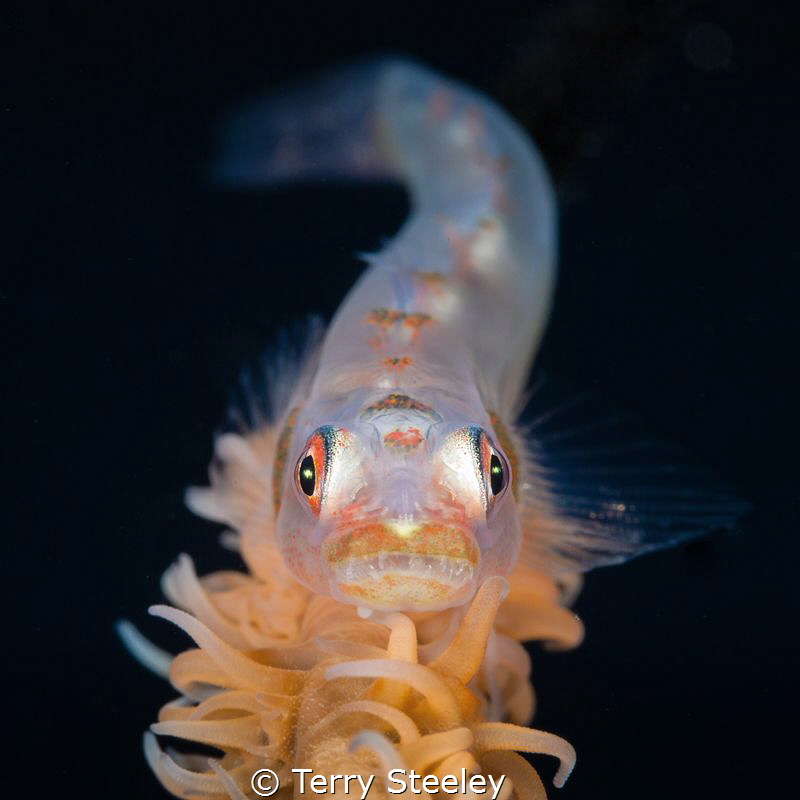 'Are you looking at me?' Whip Coral Benny.
—
Subal unde... by Terry Steeley 