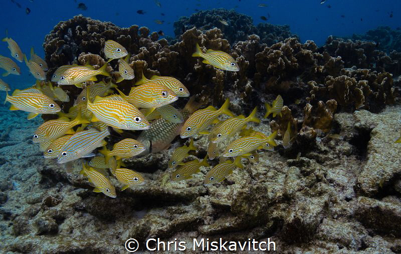 We see you..... by Chris Miskavitch 