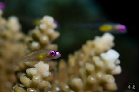Pink eye gboy - Mayotte by Takma Lherminier 