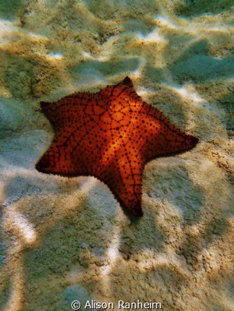 Sunny star by Alison Ranheim 